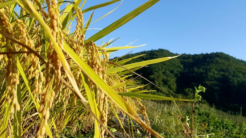 추석 srt 예매 꿀팁